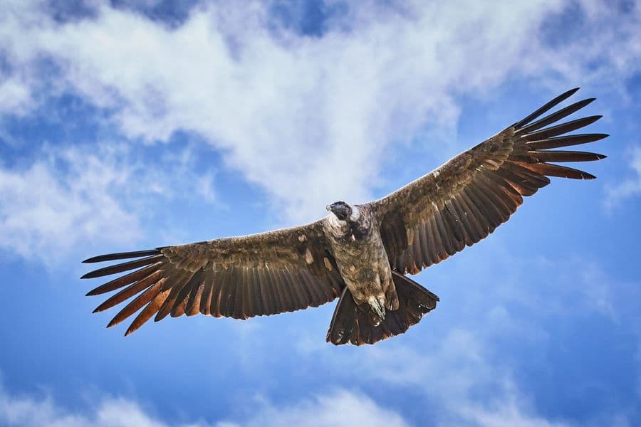 Andean condor (Vultur gryphus) at Colca Canyon