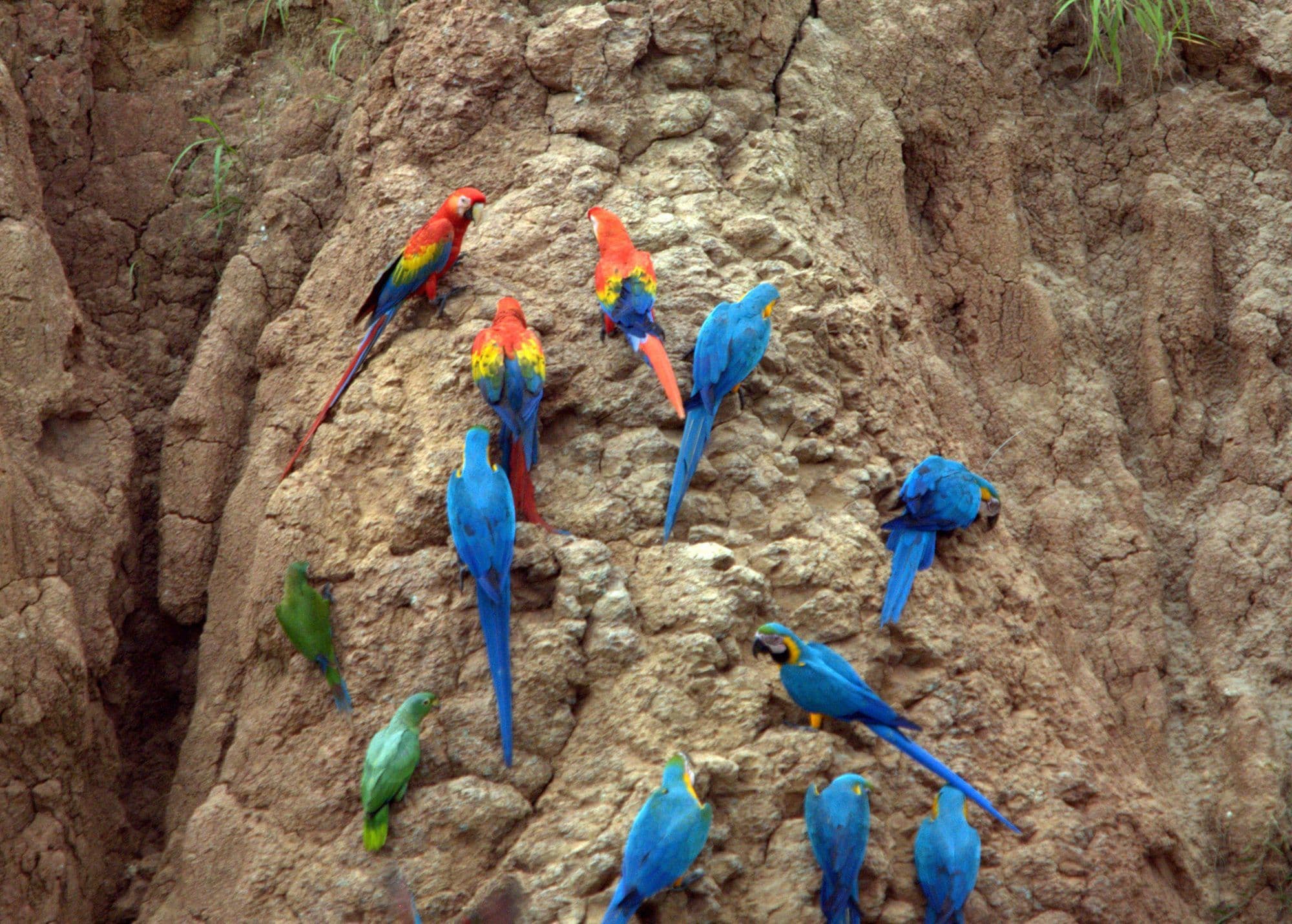 Parrots at a clay lick -Tambopata National Reserve, Peru-8b